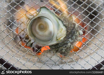 Turban Shell