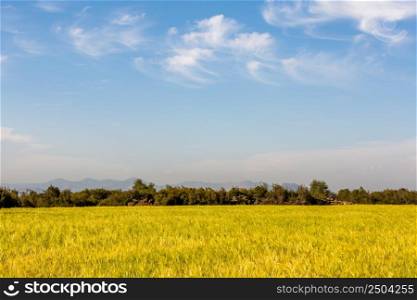 Turkey - Antalya cloudy sky and golden wheat field