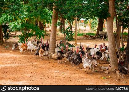 Turkey free range outdoor farming under green tree in asian country