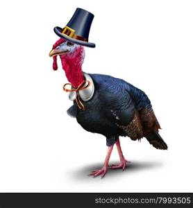 Turkey pilgrim character on a white background as seasonal thanksgiving bird wearing a hat as an autumn symbol for harvest time celebration.