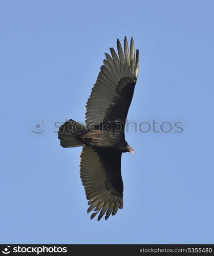 Turkey Vulture In Flight (Catharte Aura).