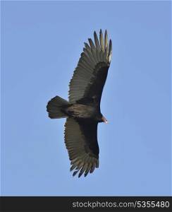 Turkey Vulture In Flight (Catharte Aura).