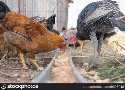 Turkeys and chicken eat food from the tray
