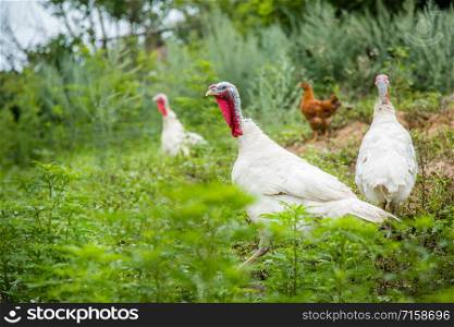 Turkeys, chickens, ducks at the farmyard. Adult individuals and small. Pets. Turkeys, chickens, ducks at the farmyard. Adult individuals and small.