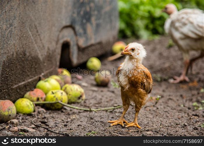 Turkeys, chickens, ducks at the farmyard. Adult individuals and small. Pets. Turkeys, chickens, ducks at the farmyard. Adult individuals and small.