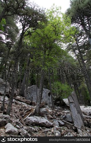 Turkish forest on the Lycian way in Turkey