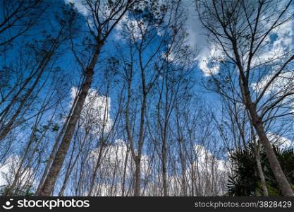 Turn up view of rubber tree,in fallen leaf time,with blue sky and cloud,Thailand