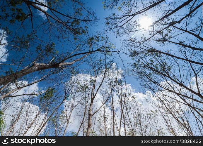 Turn up view of rubber tree,in fallen leaf time,with blue sky and sun light,Thailand