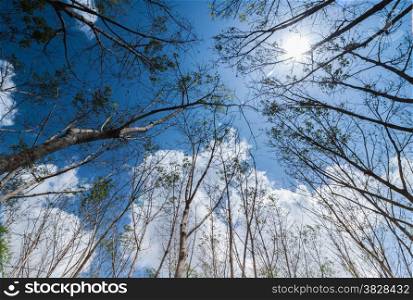 Turn up view of rubber tree,in fallen leaf time,with blue sky and sun light,Thailand