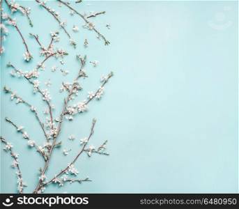 Turquoise blue background with spring cherry blossom branches, top view, flat lay. Creative springtime layout