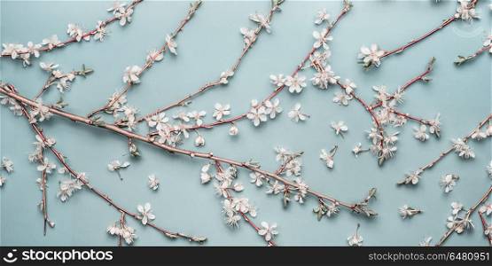 Turquoise blue Spring background with cherry twigs and blossom, top view, flat lay. Creative springtime layout, banner or template