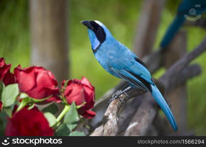 Turquoise Jay (Cyanolyca turcosa) in the Mindo cloud forest in Pichincha Province of Northern Ecuador