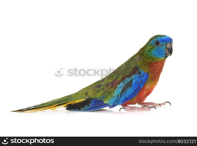 Turquoise parrot in front of white background