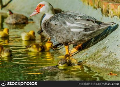 turtle attacking a baby duck . turtle attacking a baby duck in a garden lake with mother duck on side
