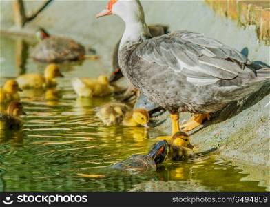 turtle attacking a baby duck . turtle attacking a baby duck in a garden lake with mother duck on side