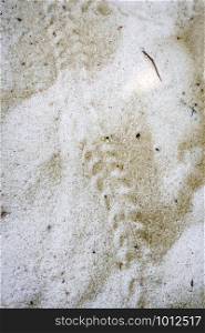 Turtle baby footprints on a tropical beach, Perhentian Islands, Malaysia. Turtle baby footprints on a tropical beach