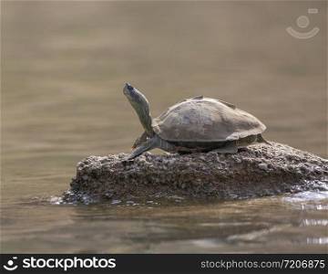 Turtle basking on the banks of chambal River, Rajasthan, India