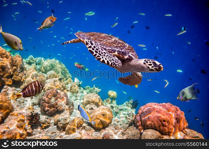 Turtle - Eretmochelys imbricata floats under water. Maldives Indian Ocean.