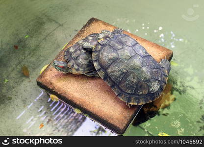 Turtle lovers, Freshwater turtle, Beautiful turtles, Turtle Farm