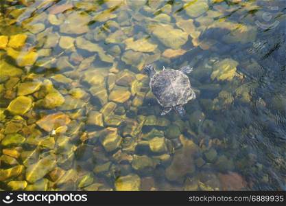 Turtle Pond slider swims in clear transparent water on the background of rock bottom