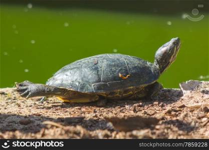 turtle Red eared sunbathing with the stretched leg
