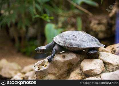 Turtle walking slowly across the field