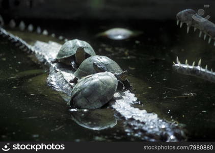 turtles and crocodile on the island Bali in indonesia in southeastasia. ASIA INDONESIA BALI ANIMAL REPTIL TURTLE CROCODILE