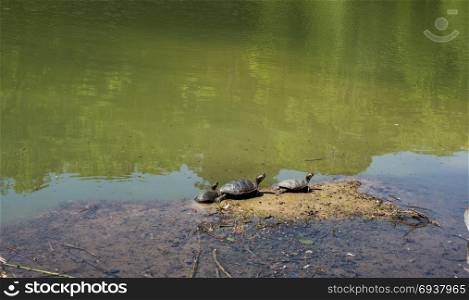 Turtles found by the side of a small lake