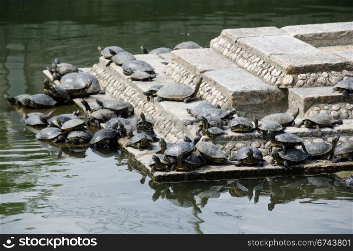 Turtles on stairs in a temple. Trachemys scripta elegans - Red-Eared Sliders, on the stairs of a temple pond