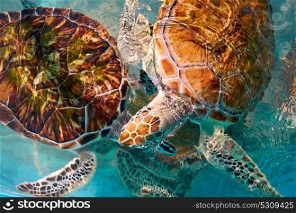 Turtles photomount in Caribbean water turquoise of Mexico