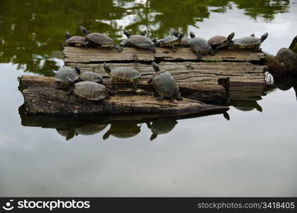 Turtles sunbathing on wood. Many turtles sunbathing on a stem in a lake in Nara, Japan