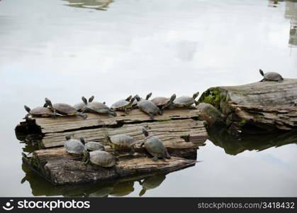 Turtles sunbathing on wood. Many turtles sunbathing on a stem in a lake in Nara, Japan