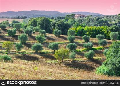 Tuscan Landscape with Olive Groves at Sunset in Italy