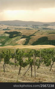 Tuscan vineyard with rolling hills in distance.