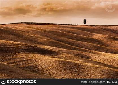 Tuscany fields autumn landscape, Italy. Harvest season makes the countryside golden hills and valleys nostalgic and picturesque. Lonely cypress tree. Tuscany fields autumn landscape, Italy. Harvest season