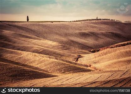 Tuscany fields autumn landscape, panorama, Italy. Harvest season makes the countryside golden hills and valleys nostalgic and picturesque. Lonely cypress tree. Tuscany fields autumn landscape, panorama, Italy. Harvest season