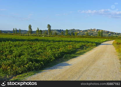 Tuscany landscape with dirty road leading to the medieval city. Road between the plantation of tomatoes in Italy.