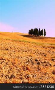 Tuscany Landscape With Many Ornamental Cypress In The Morning