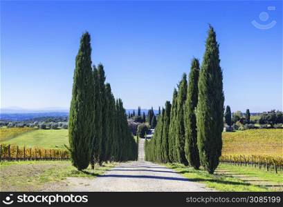Tuscany rural scenery. road with cypresses trees. Italy