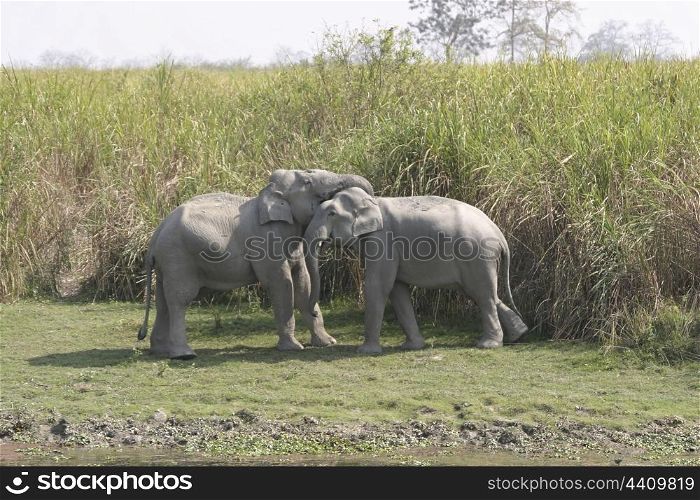 tuskless male elephant bulls sparring