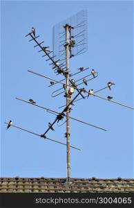 TV antenna with farmer swallows. Picture taken in Zelhem, The Netherlands.