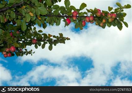 Twig apple-tree with red apples on sky background