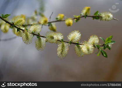 Twig blossoming willow macro