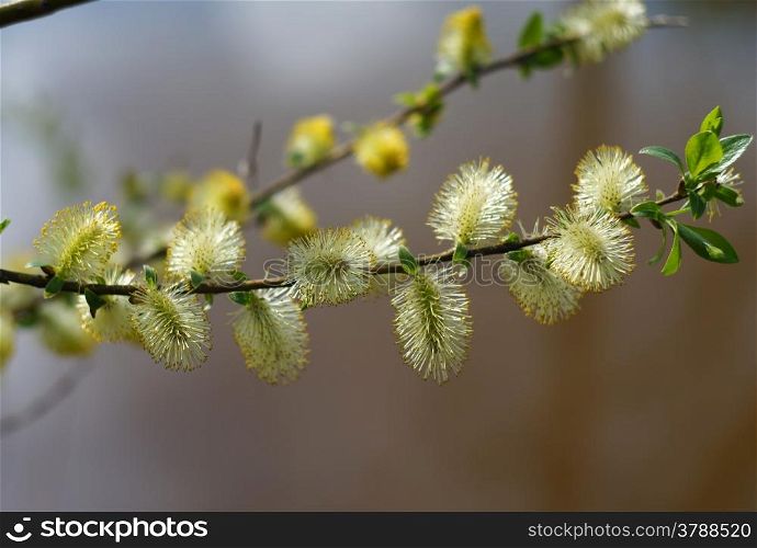 Twig blossoming willow macro