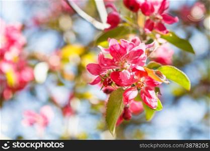 twig of apple tree with pink blossoms close up in spring