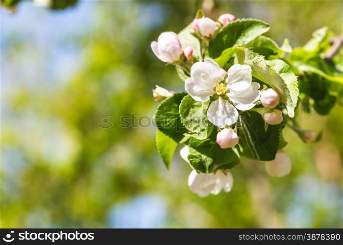 twig of apple tree with white blossoms close up in spring