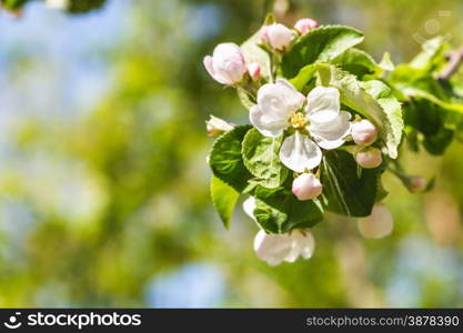 twig of apple tree with white blossoms close up in spring