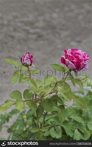 Twig of beauty fragrant rose with bud