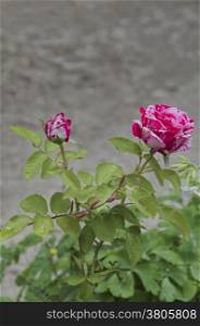 Twig of beauty fragrant rose with bud