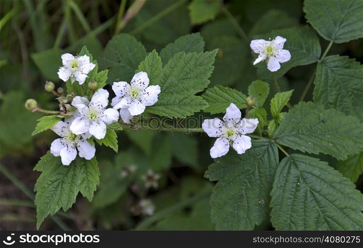 Twig of blackberry flowers with leaf at summertime